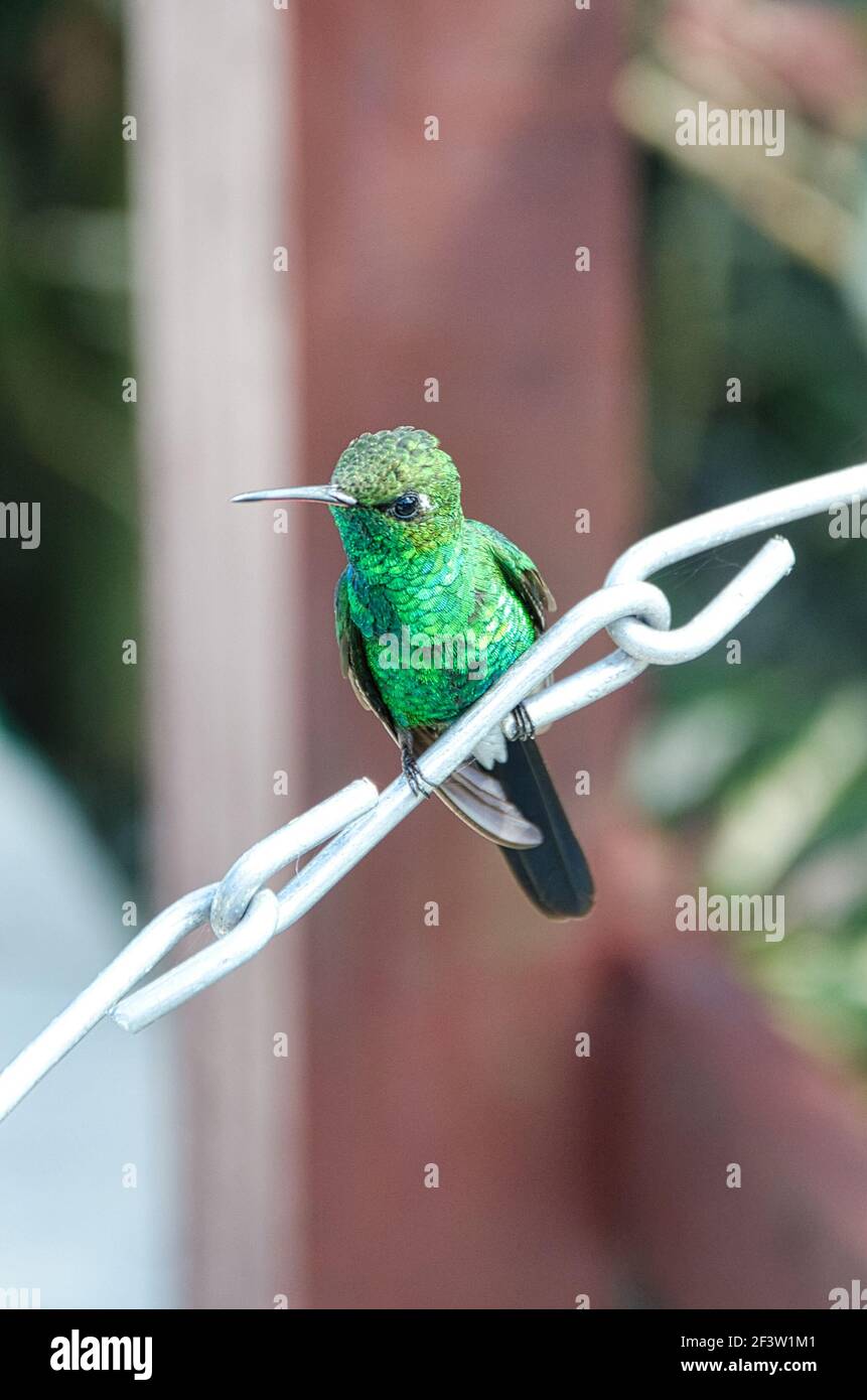 Cuban emerald hummingbird Stock Photo