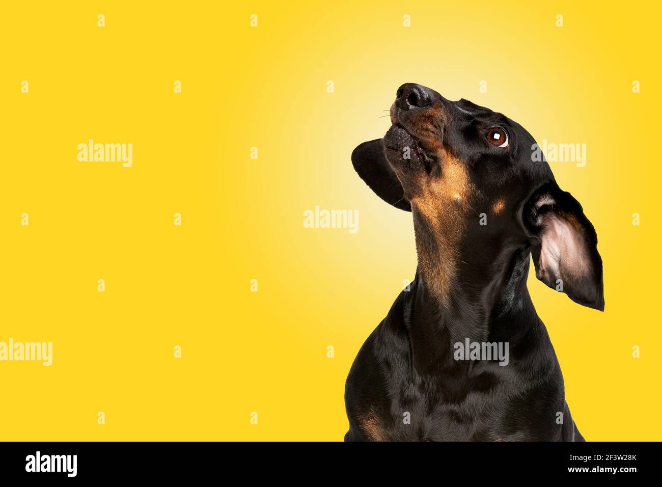 Pure dog craziness.crazy dachshund   Concept of motion, action, movement. isolated on a yellow gradient background Stock Photo