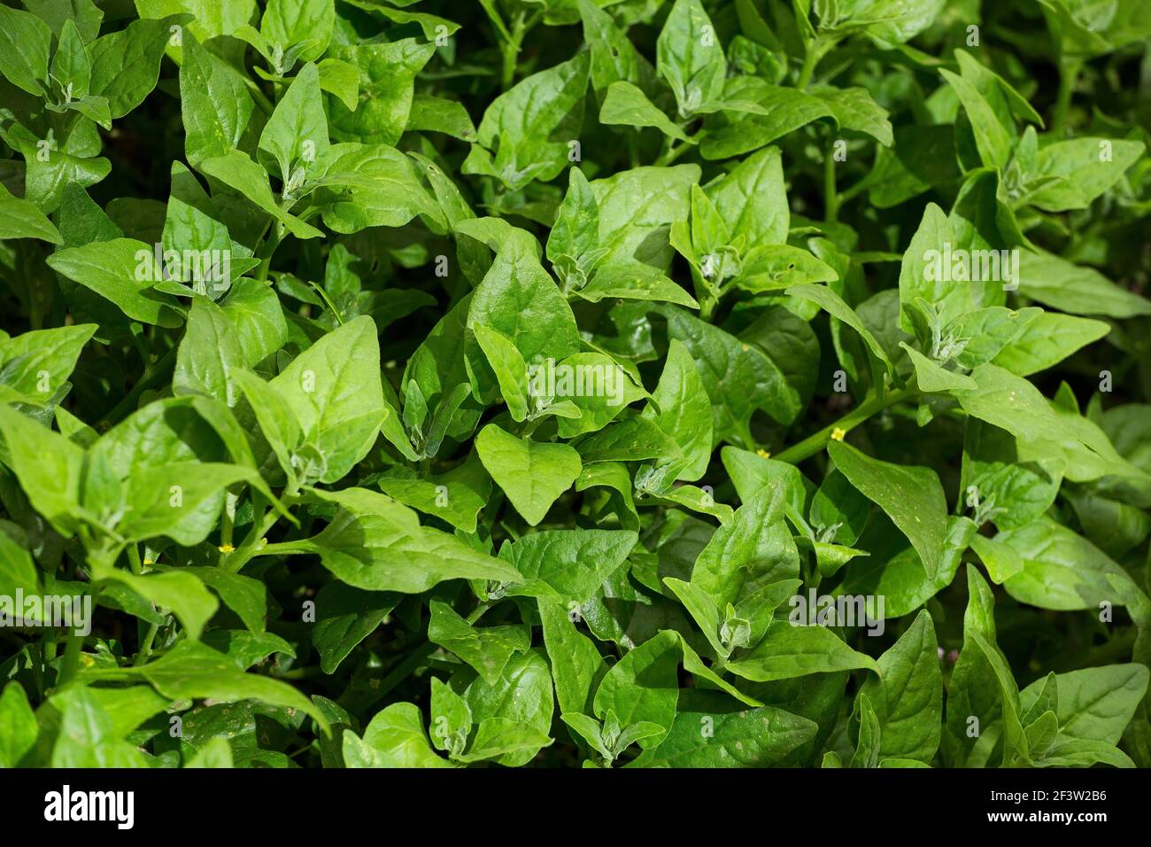 Fresh spinach leaves growing in greenhouse - Spinacia oleracea Stock Photo