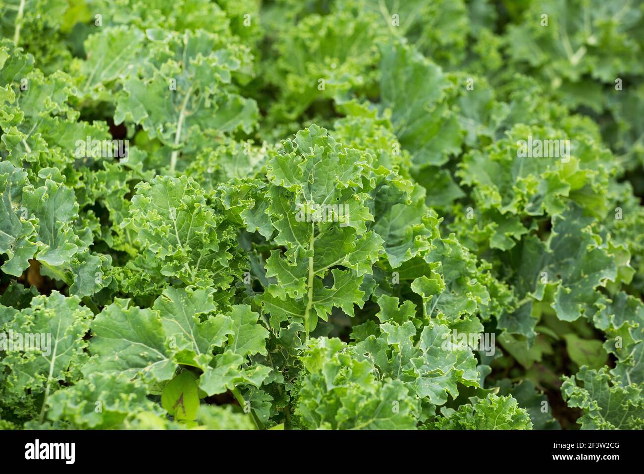 Green leaves of curly kale - Brassica oleracea var. Stock Photo