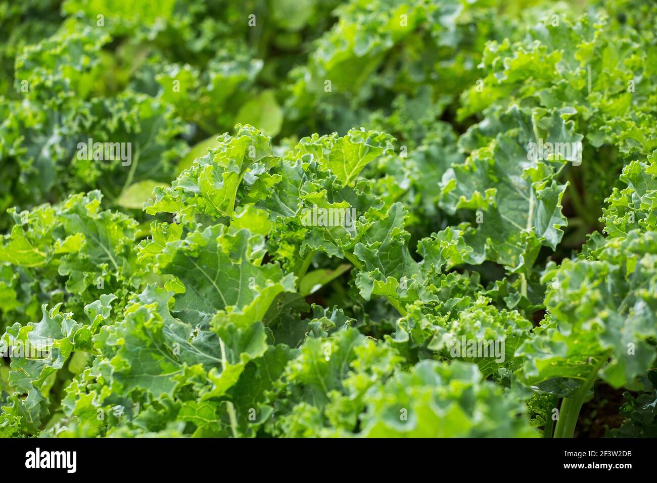 Green leaves of curly kale growing in greenhouse Stock Photo