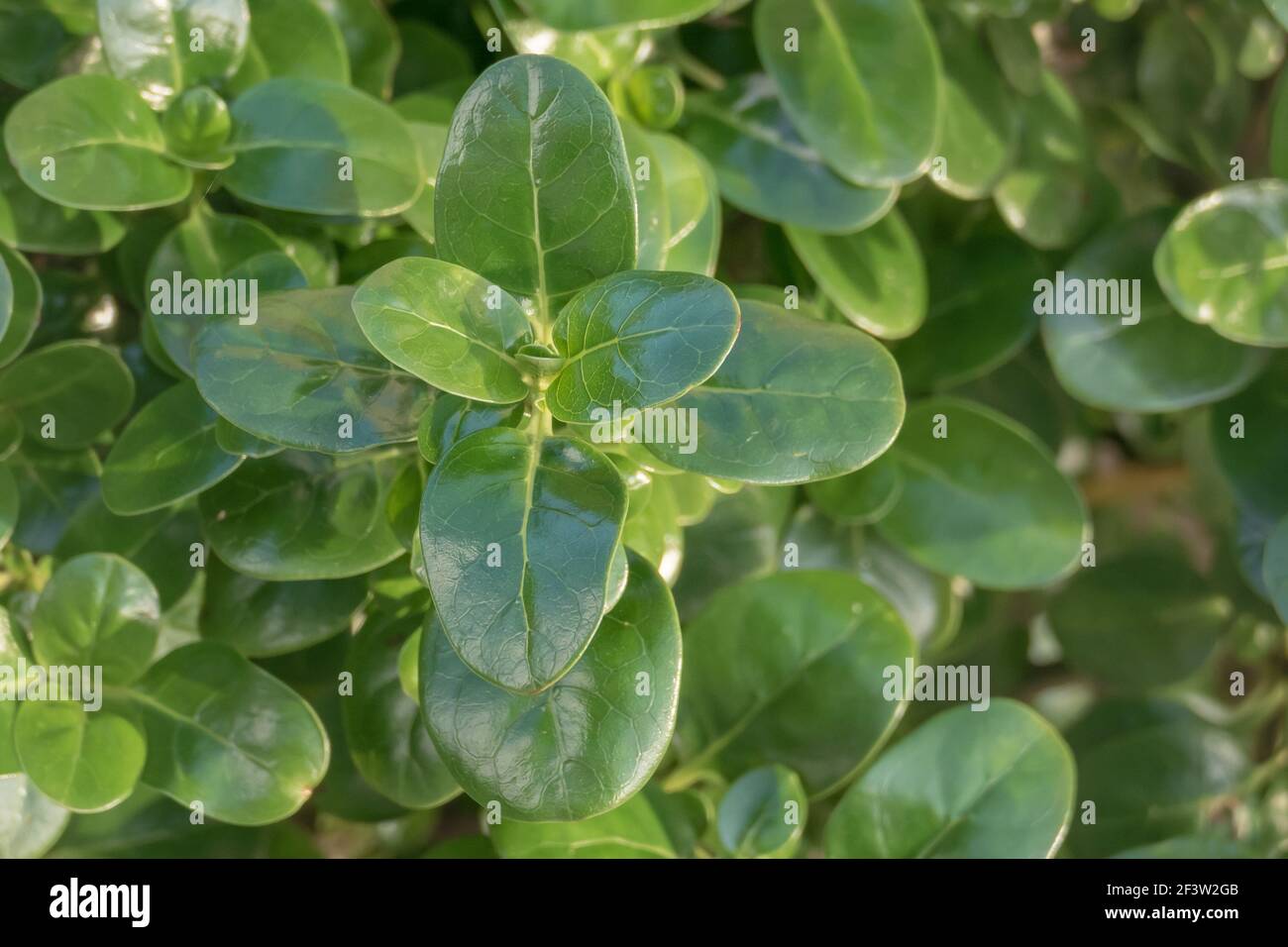 New Zealand laurel leaves close up view from above Stock Photo