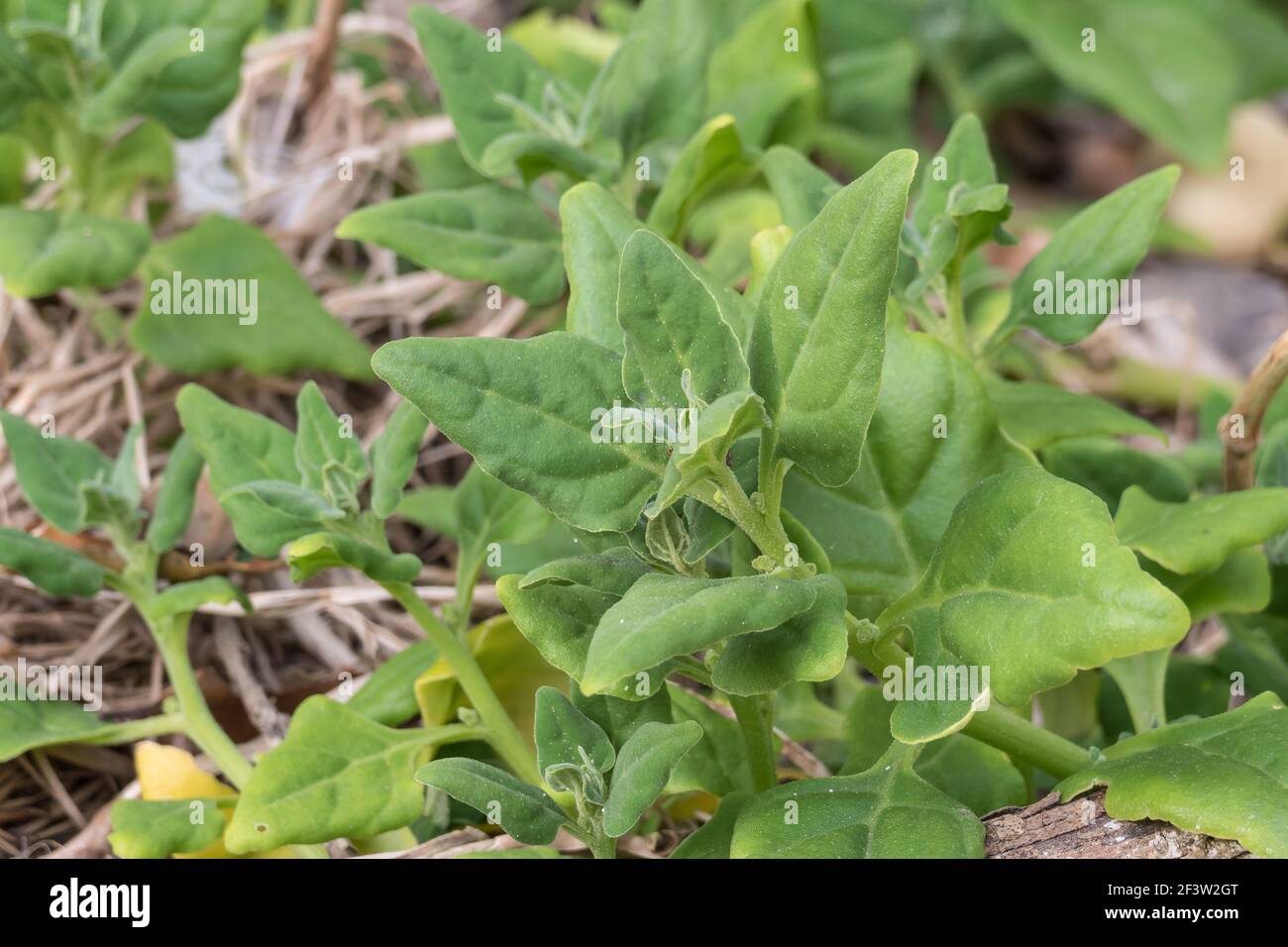 Tetragonia tetragonoides plants growing outdoors Stock Photo