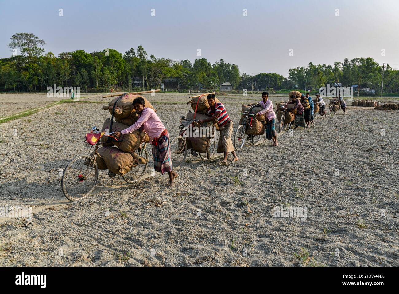 Dhaka, Bangladesh. 17th Mar, 2021. Bangladeshi farmers carry potato on their bicycles at a village in Munshigonj, near Dhaka, Bangladesh, March 17, 2021. (Photo by /Sipa USA) Credit: Sipa USA/Alamy Live News Stock Photo