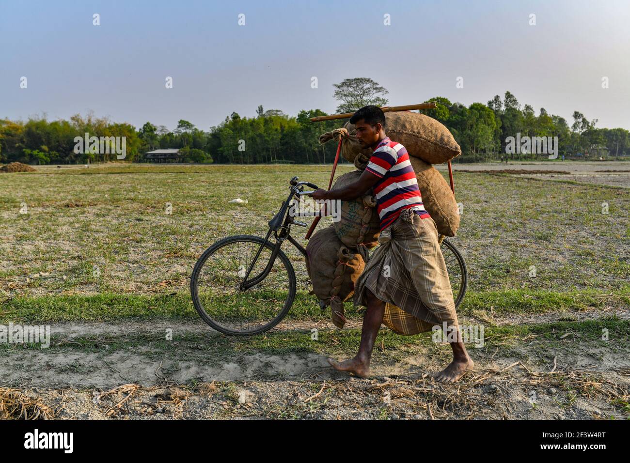 Dhaka, Bangladesh. 17th Mar, 2021. Bangladeshi farmers carry potato on their bicycles at a village in Munshigonj, near Dhaka, Bangladesh, March 17, 2021. (Photo by /Sipa USA) Credit: Sipa USA/Alamy Live News Stock Photo