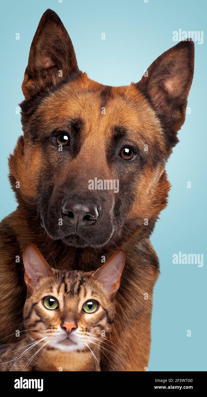 Belgian Shepherd dog and a tabby cat portrait looking at the camera in front of a blue gradient background Stock Photo