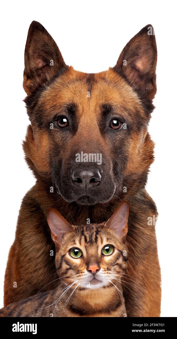Belgian Shepherd dog and a tabby cat portrait looking at the camera isolated on a white background Stock Photo