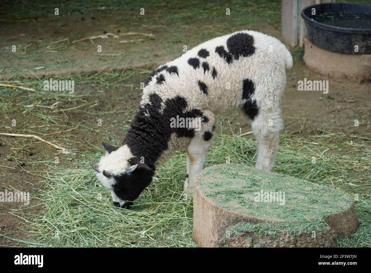 baby sheep eating Stock Photo