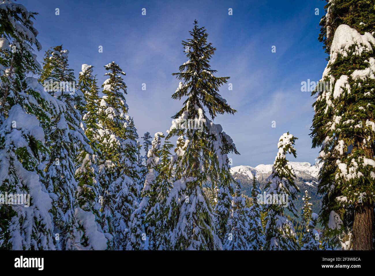 Pine trees covered in a heavy snow in a winter wonderland Stock Photo ...