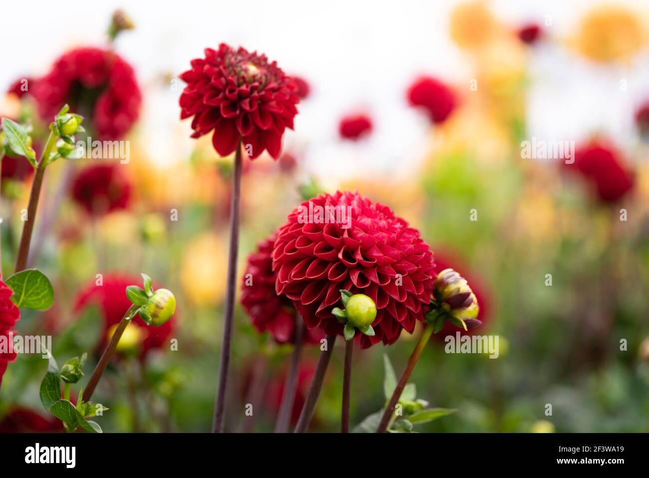 Dahlias in country garden hi-res stock photography and images - Alamy