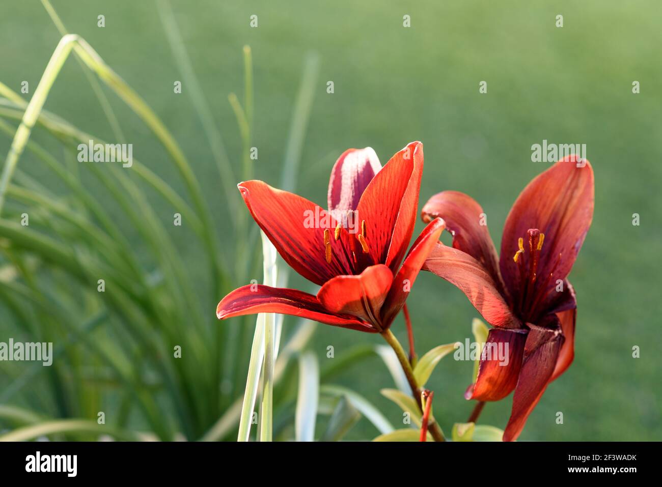 Flowers Background. Red lily flowers in garden. Stock Photo