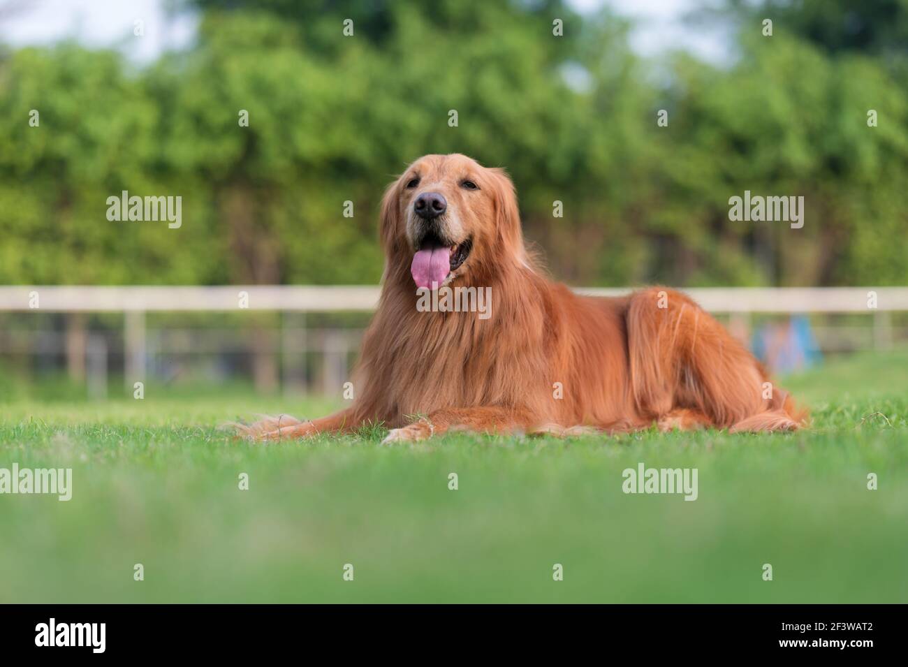 Golden Retriever lying on the grass and resting Stock Photo - Alamy