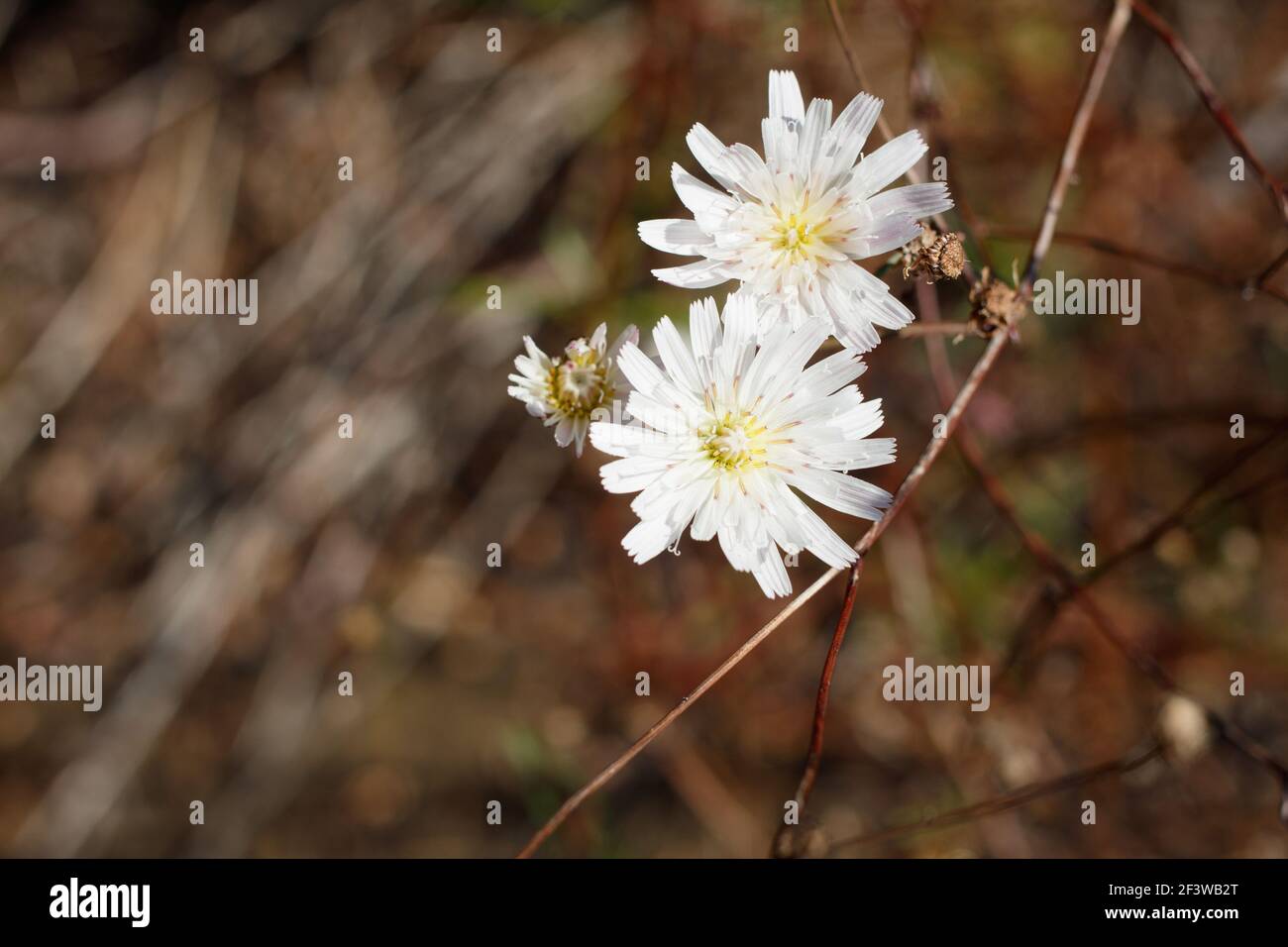 White head inflorescences of Cliff Aster, Malacothrix Saxatilis, Asteraceae, perennial in Topanga State Park, Santa Monica Mountains, Winter. Stock Photo