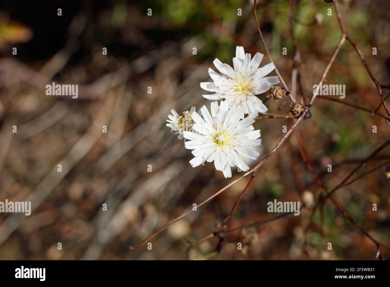 White head inflorescences of Cliff Aster, Malacothrix Saxatilis, Asteraceae, perennial in Topanga State Park, Santa Monica Mountains, Winter. Stock Photo