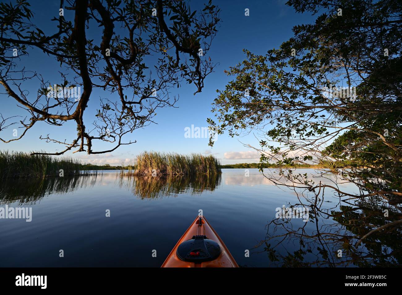 View from kayak amidst mangrove trees of Nine Mile Pond in Everglades NP. Stock Photo