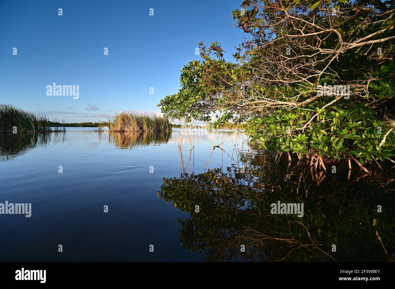 View from kayak amidst mangrove trees of Nine Mile Pond in Everglades NP. Stock Photo
