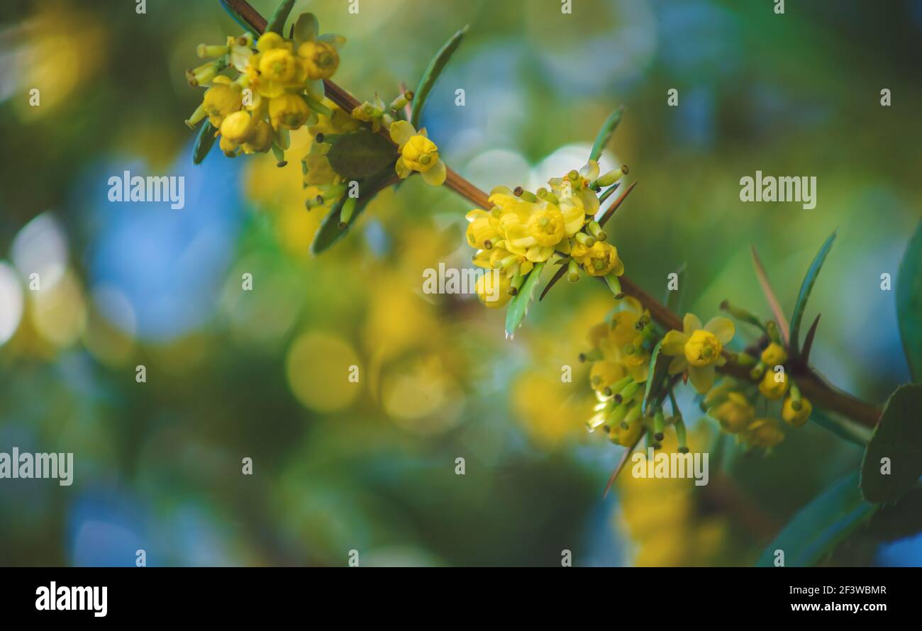 Ywllow blooming branch of a bush with sparkeling sunny bokeh during springtime Stock Photo