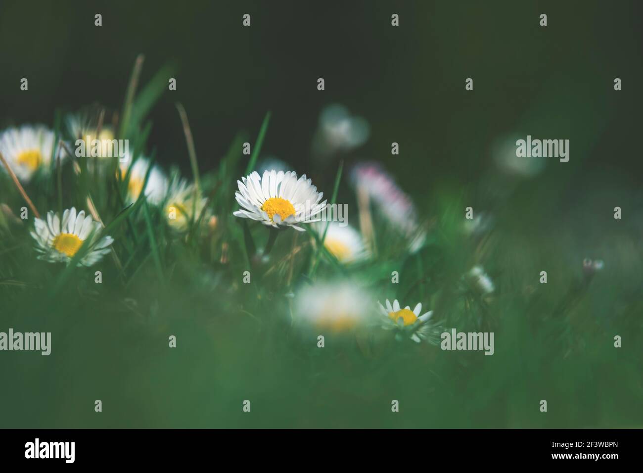Blurred springtime grass meadow with selective focus on blooming daisy Stock Photo