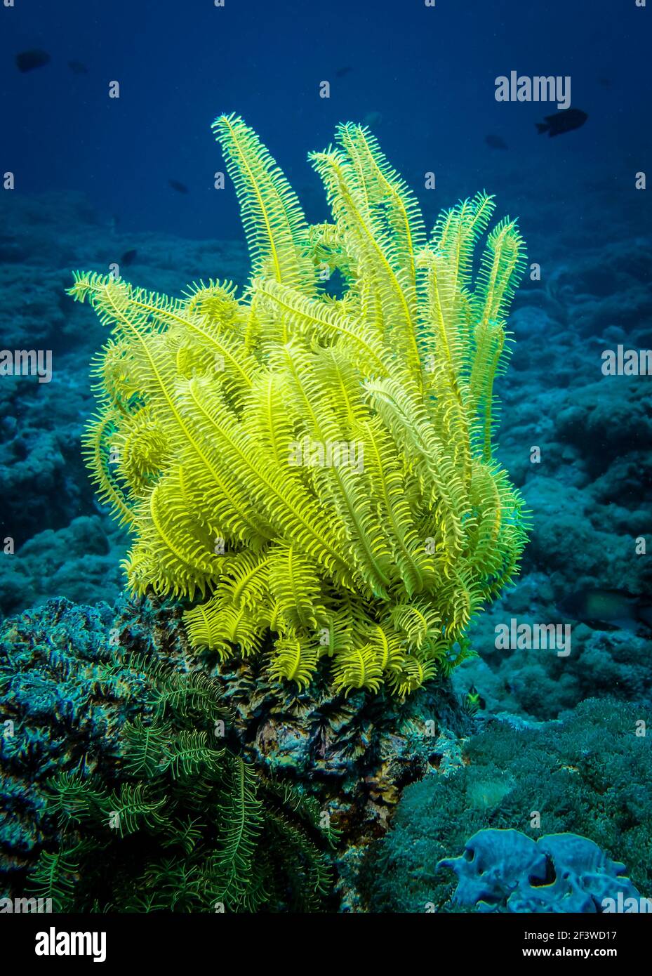Yellow Sea Lily in the dark blue depths of the Indian ocean Stock Photo