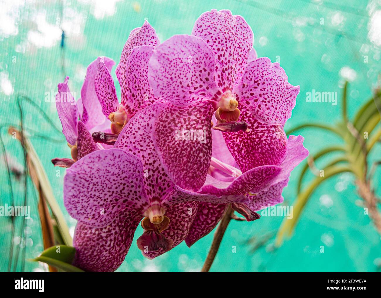 Speckled mauve flower of the vanda orchid Stock Photo