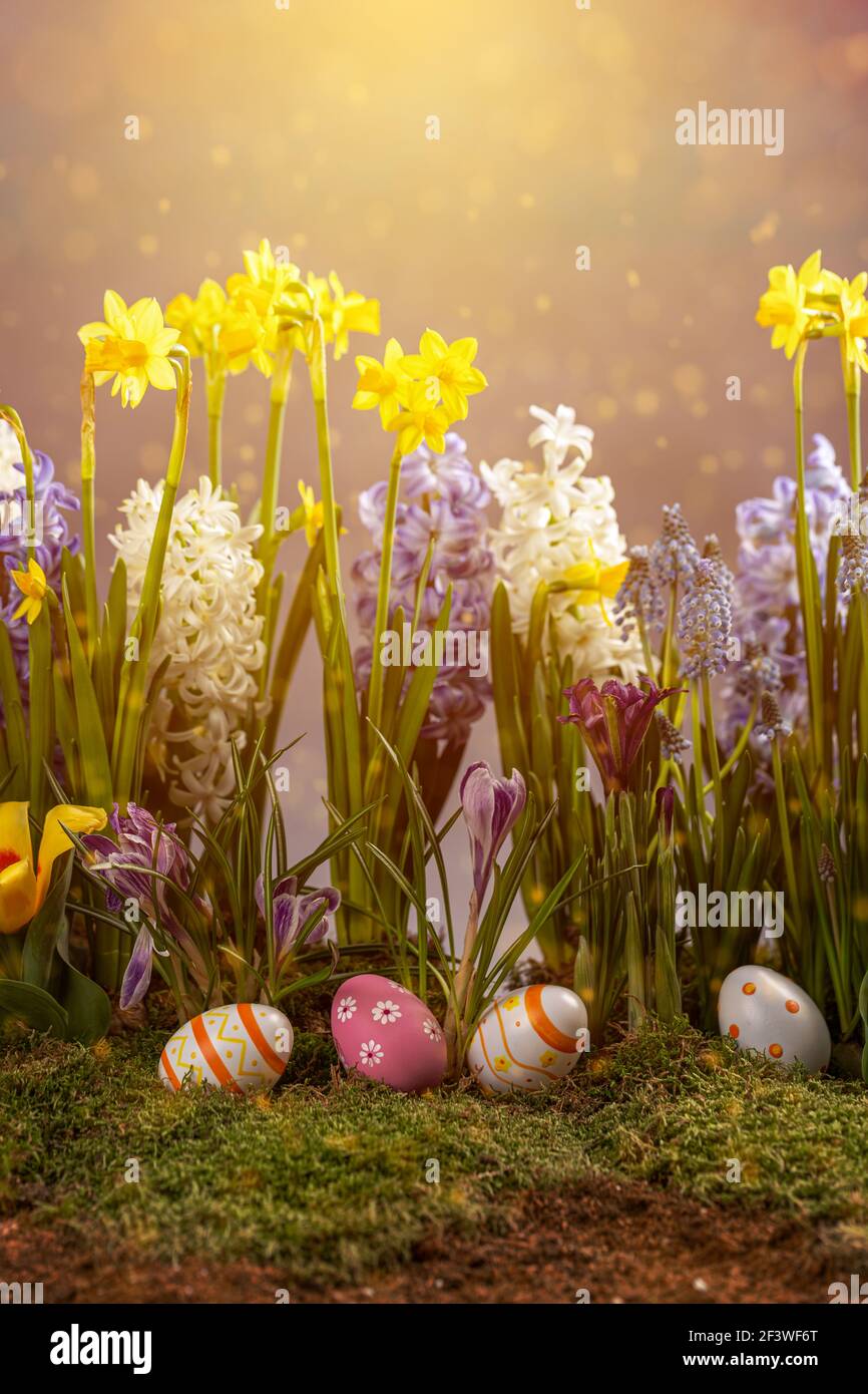 Easter composition with spring flowers and Easter eggs. Easter card with copy space. Stock Photo