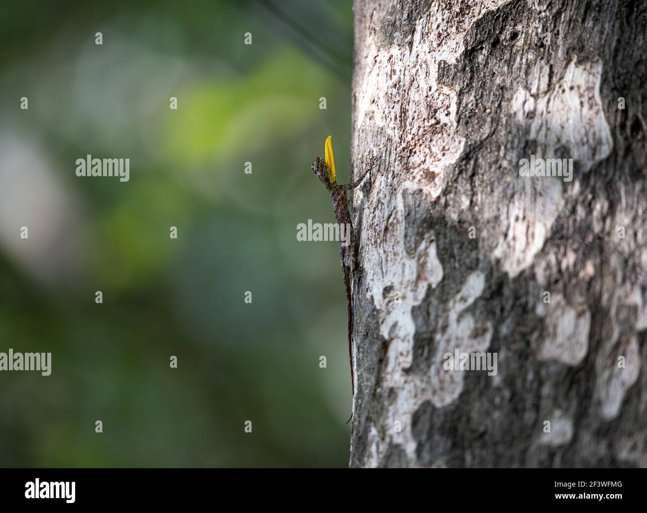 An intensified curious stare? Draco, Indian flying lizard, Western Ghats flying lizard, southern flying lizard Stock Photo