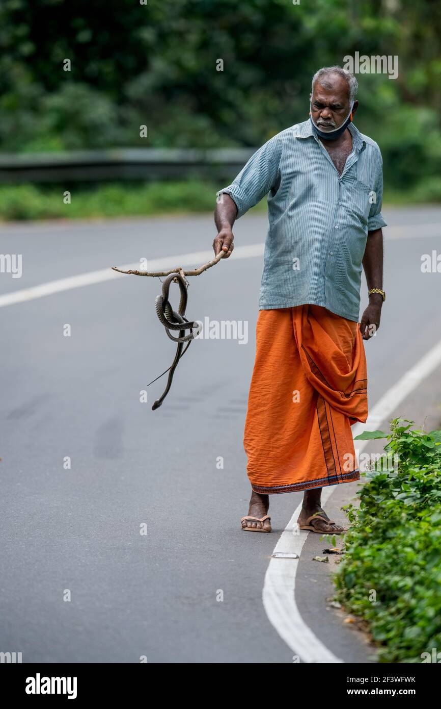 man holding a dead snake on the road from being crushed by a vehicle. concept of Roadkill local animal deaths caused by road traffic accidents. Stock Photo