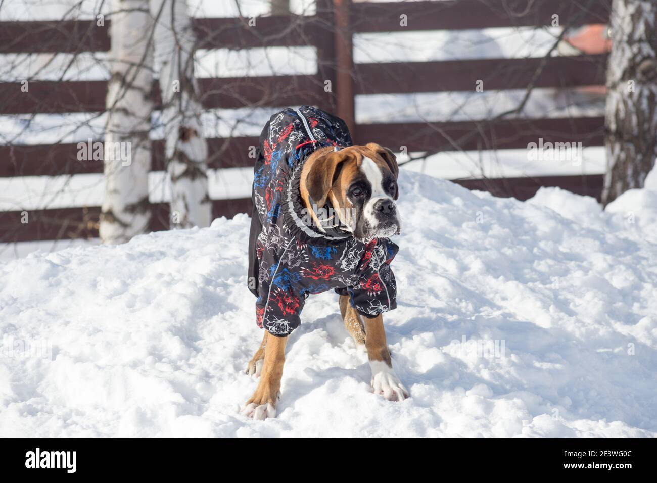Cute german boxer puppy in beautiful pet clothing is standing on a white snow in the winter park. Pet animals. Purebred dog Stock Photo Alamy