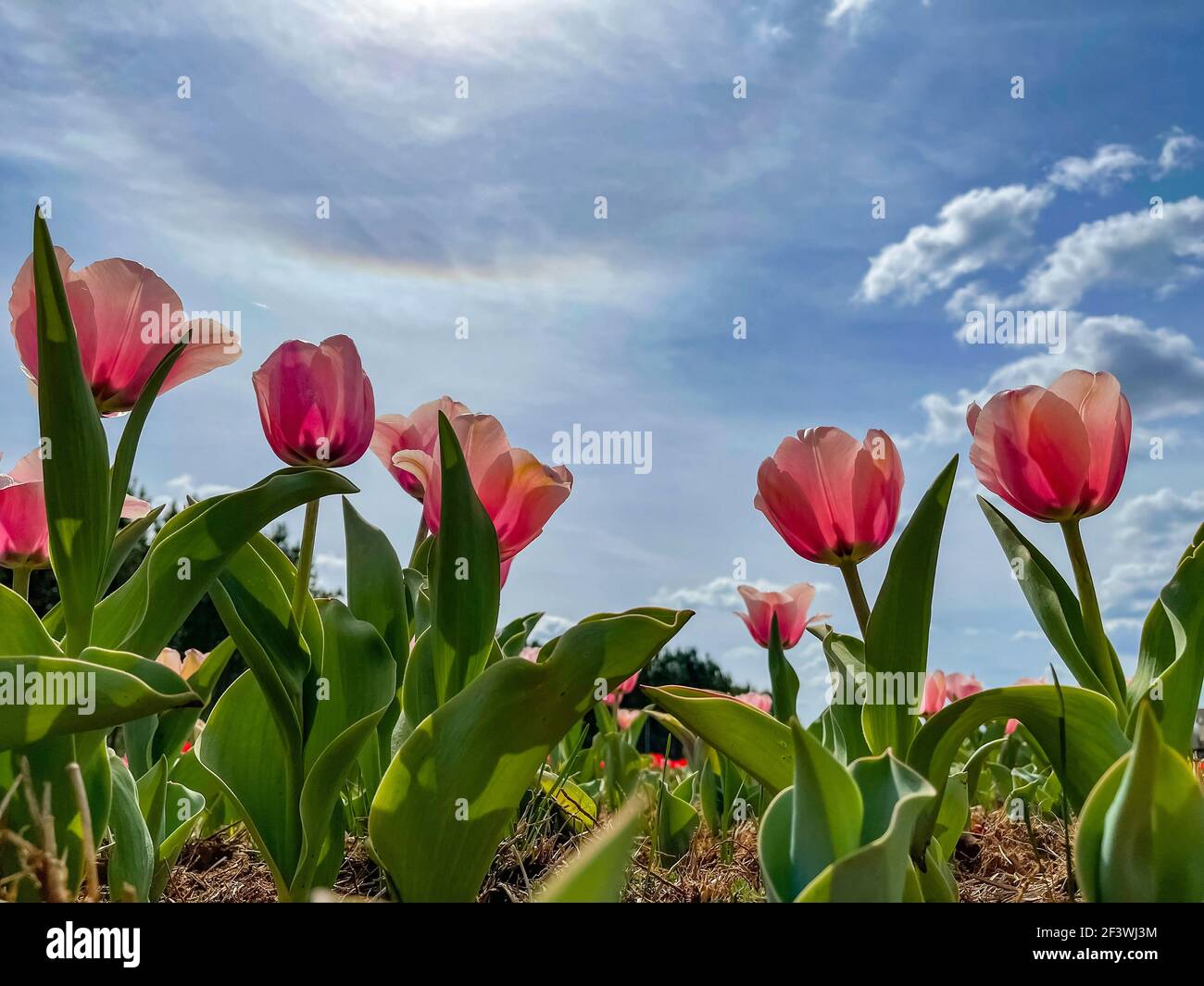 Beautiful pink tulips in a flower bed with bright blue sky and clouds ...
