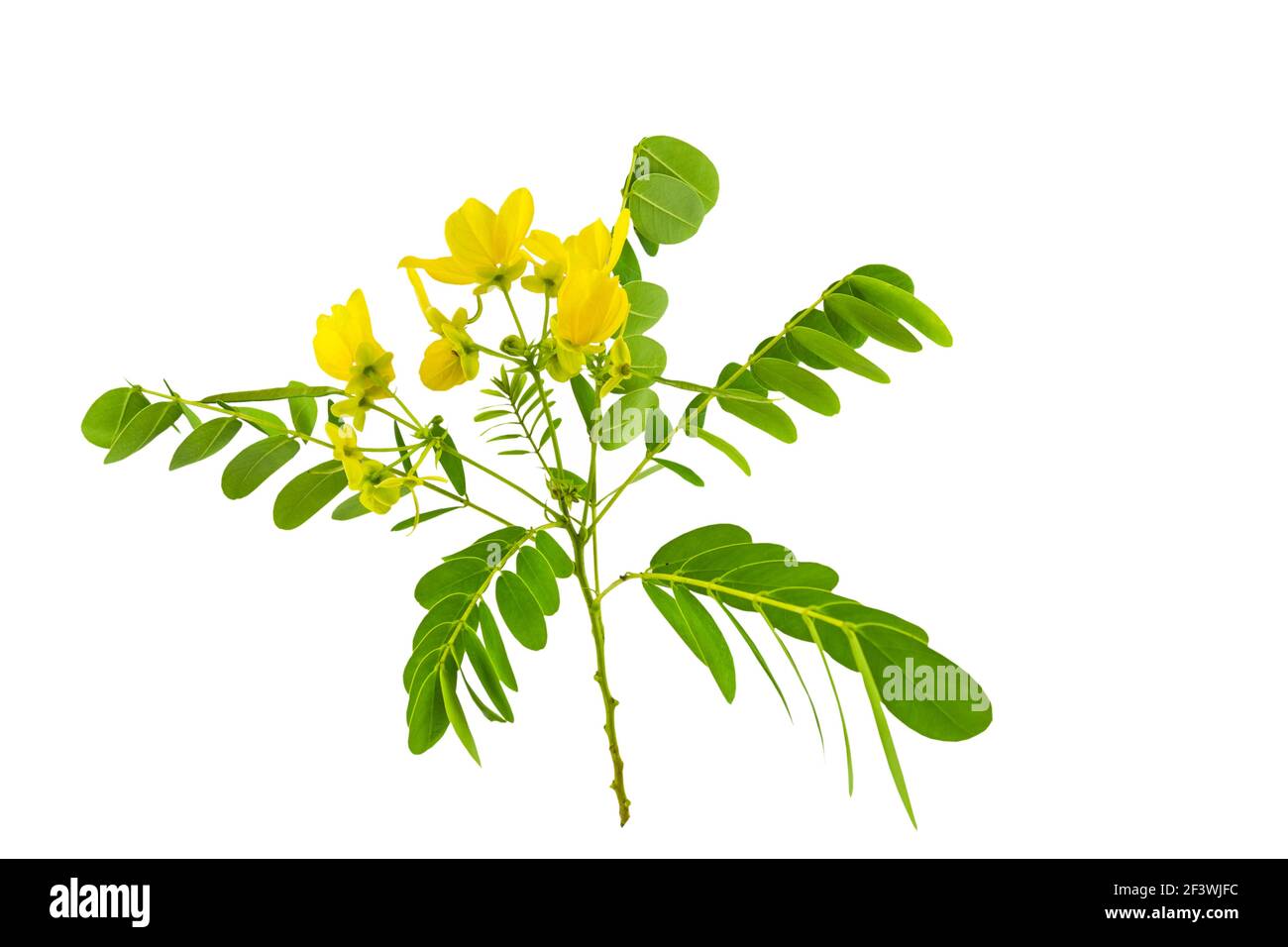 Closed up yellow flower American Cassia or Golden Wonder isolated on white background.Saved with clipping path. Stock Photo