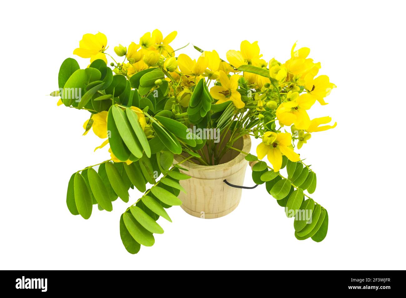 Closed up yellow flower American Cassia or Golden Wonder isolated in wooden csaks on white background.Saved with clipping path. Stock Photo
