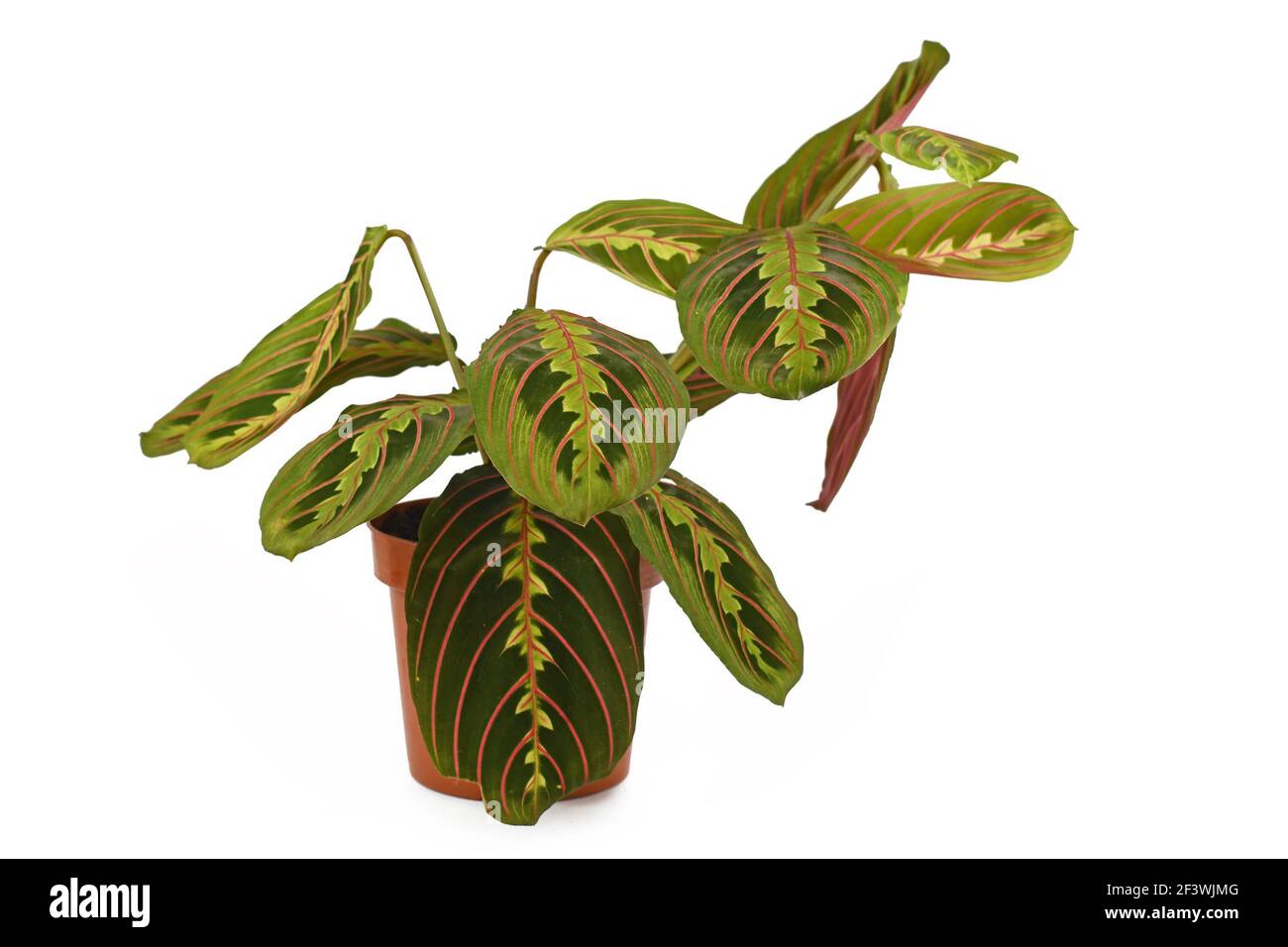 Exotic 'Maranta Leuconeura Fascinator' house plant isolated on white background Stock Photo