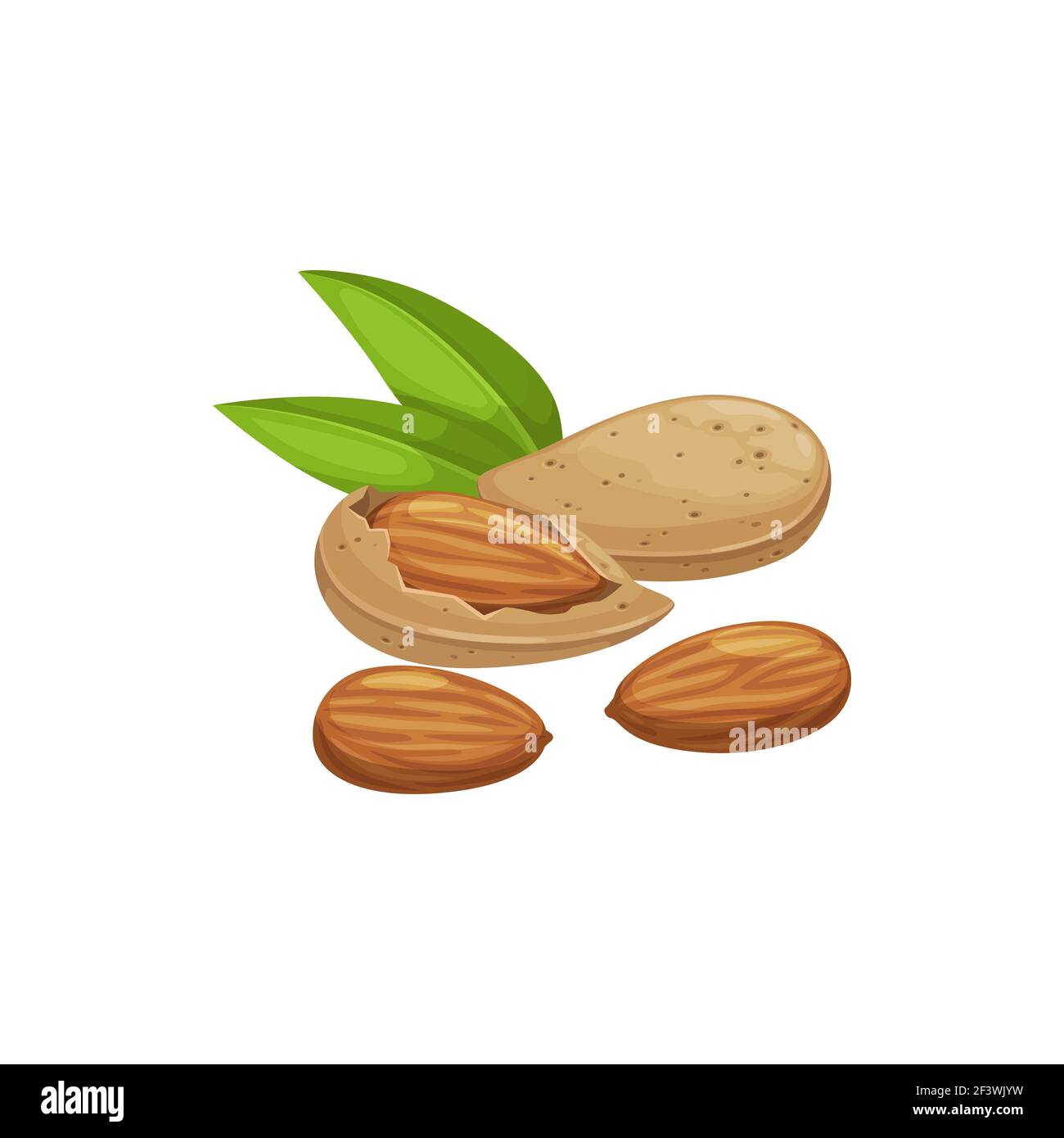 Almonds in shell Stock Vector Images Alamy