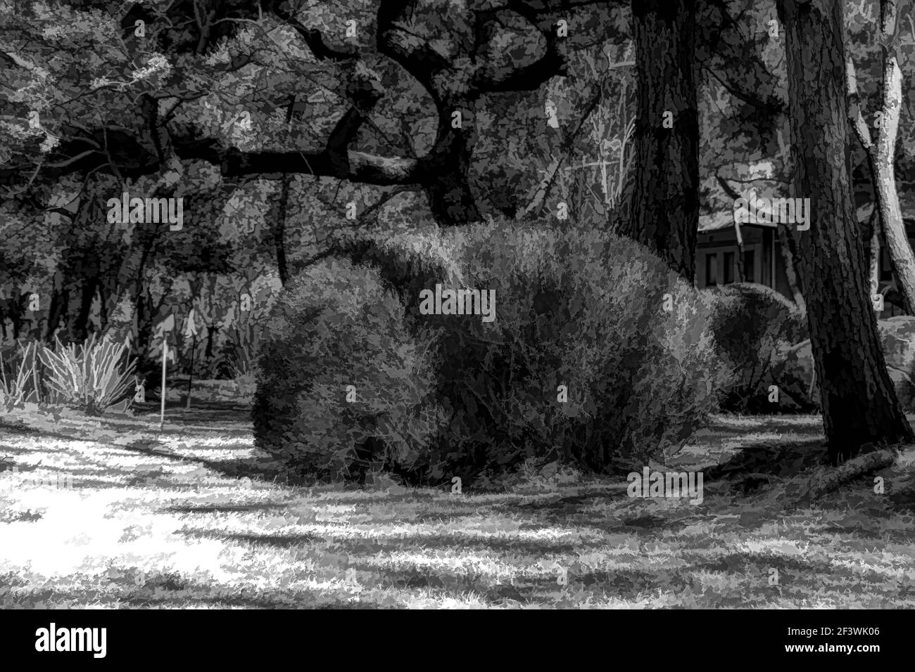 Outdoor shrub Black and White Stock Photos & Images - Alamy