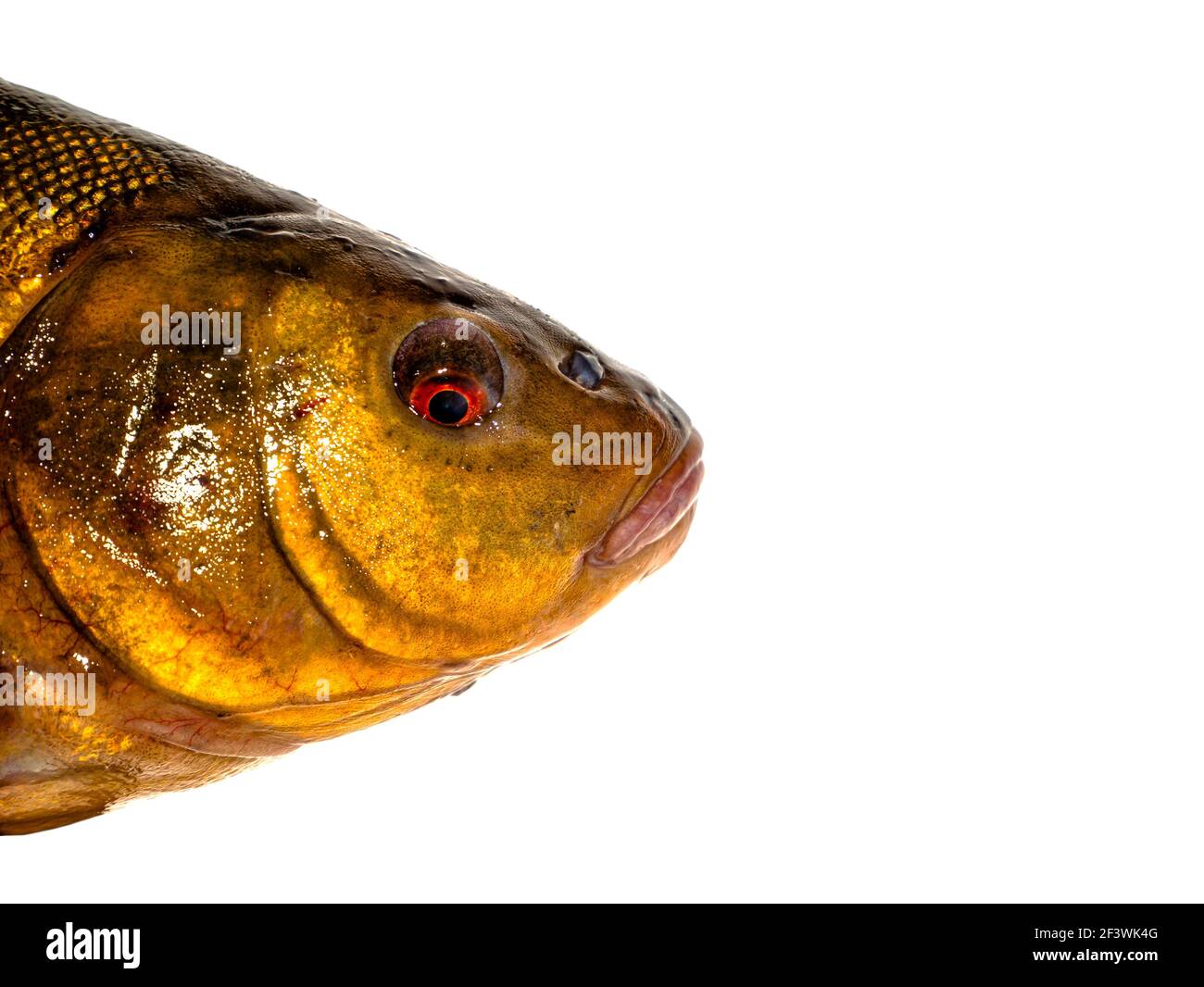Freshwater fish tench on a white background. Stock Photo