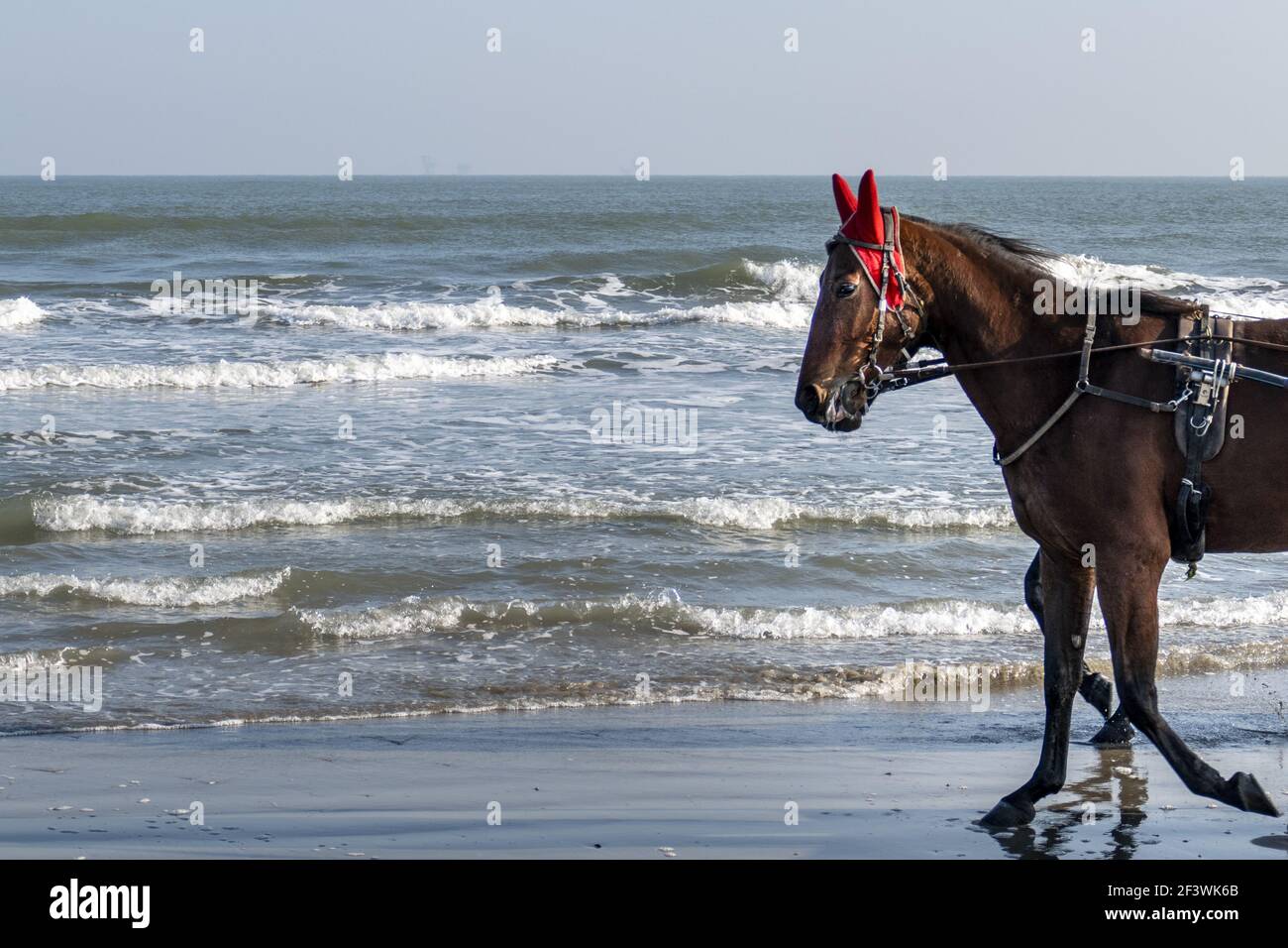 Horse with a harness hi-res stock photography and images - Alamy