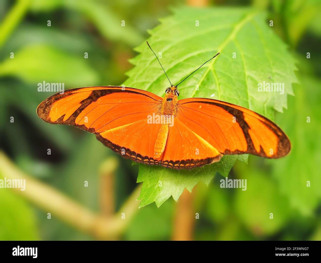 Orange Julia butterfly (Dryas julia, iulia) sitting on green leaf Stock Photo