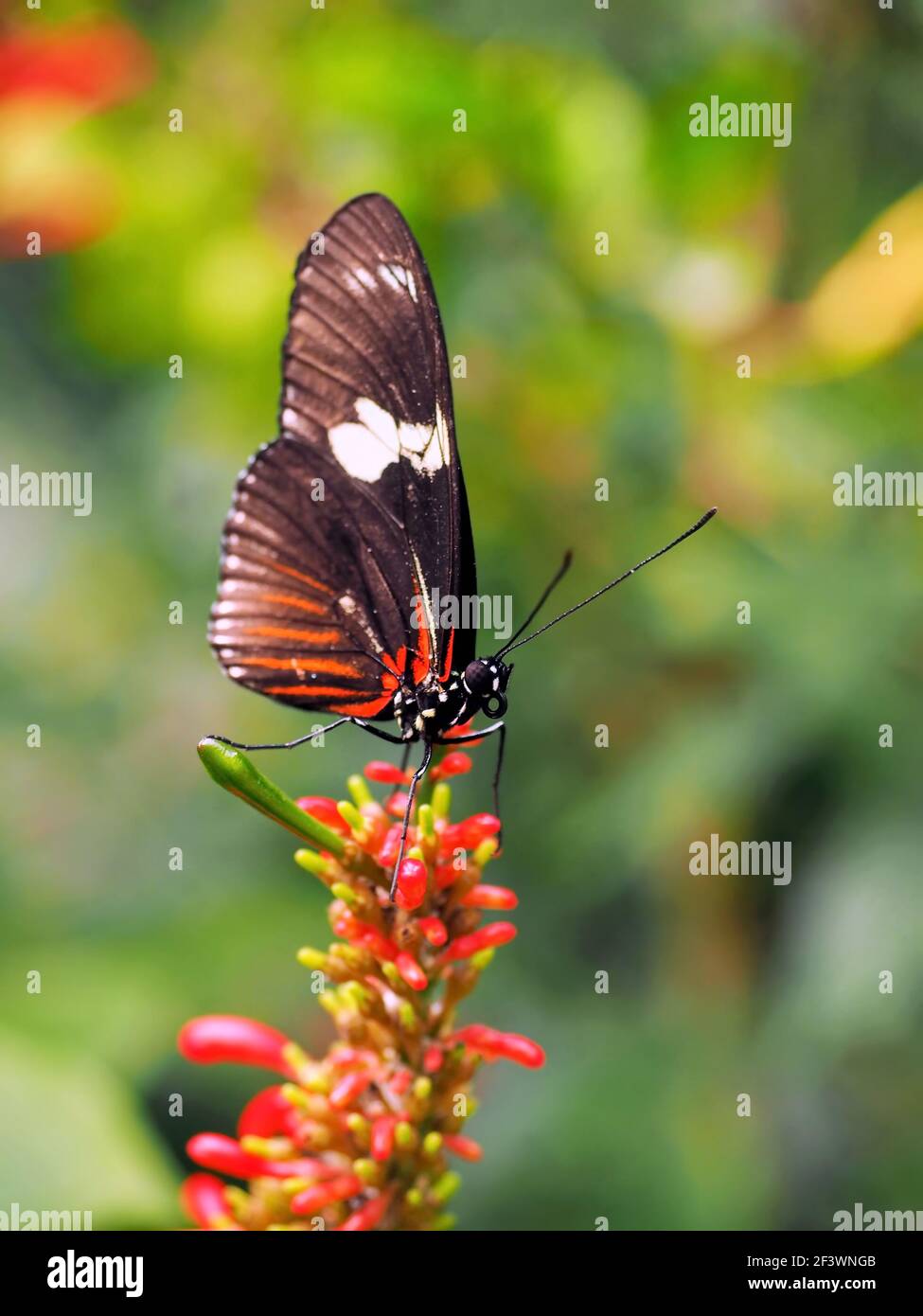 Orange black and white Heliconius erato notabilis butterfly commonly known as small postman butterfly, red passion flower butterfly Stock Photo