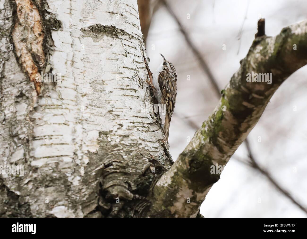 Eurasian treecreeper or common treecreeper (Certhia familiaris) on the bark of a tree. Stock Photo