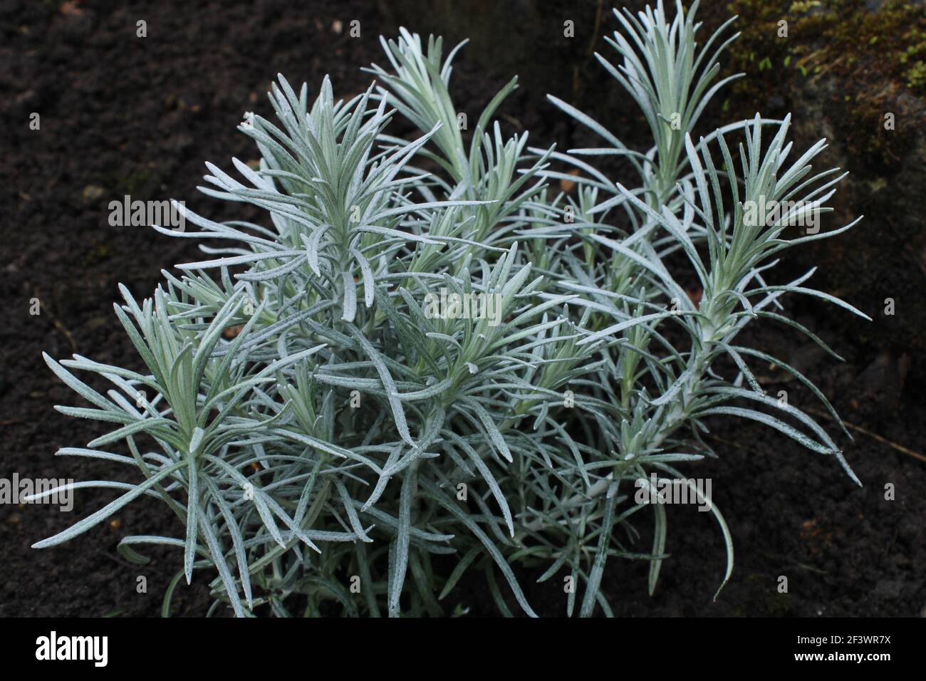 Curry plant hires stock photography and images Alamy