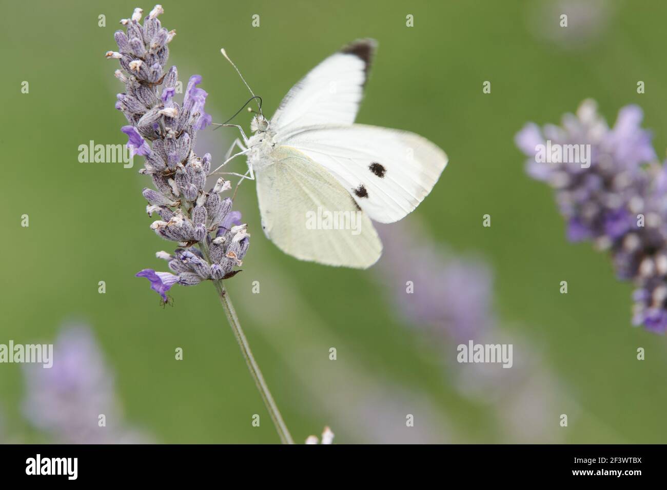 Large White Butterfly - female feeding on Lavender flowerPieris brassicae Essex, UK IN000808 Stock Photo