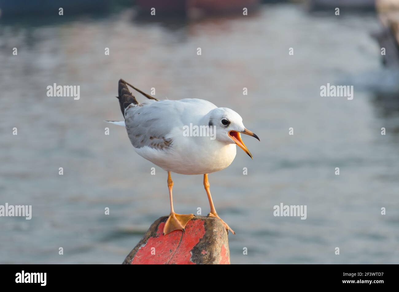 Seagull sitting on a nose of a boat Stock Photo