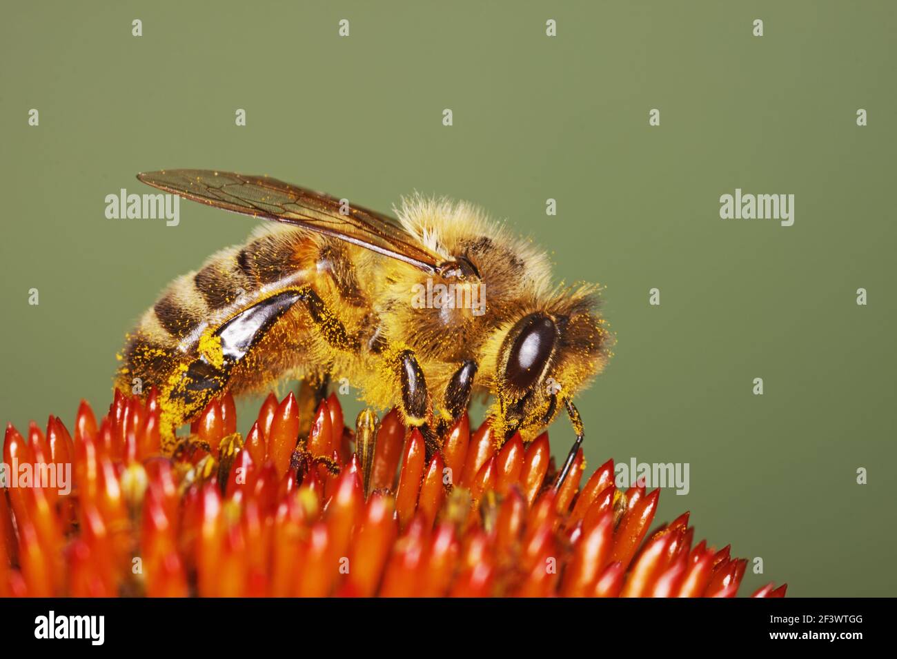 Honeybee - Feeding on Echinacea FlowerApis mellifera Essex, UK IN000836 Stock Photo