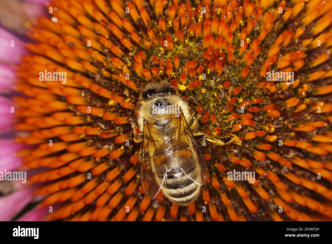 Honeybee - Feeding on Echinacea FlowerApis mellifera Essex, UK IN000841 Stock Photo