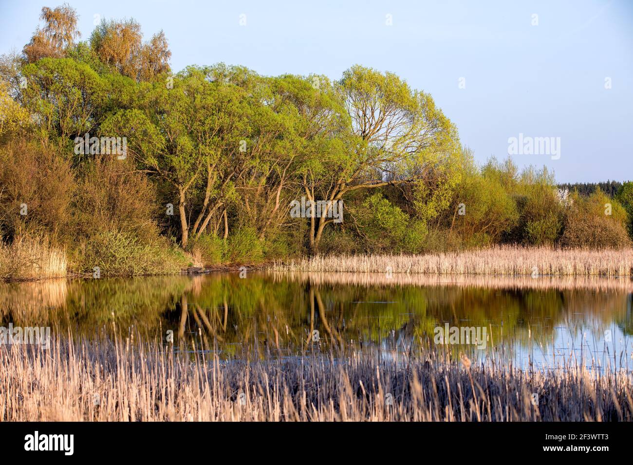 Pondside Reeds reeds at the pond in spring with afternoon soon Stock Photo - Alamy