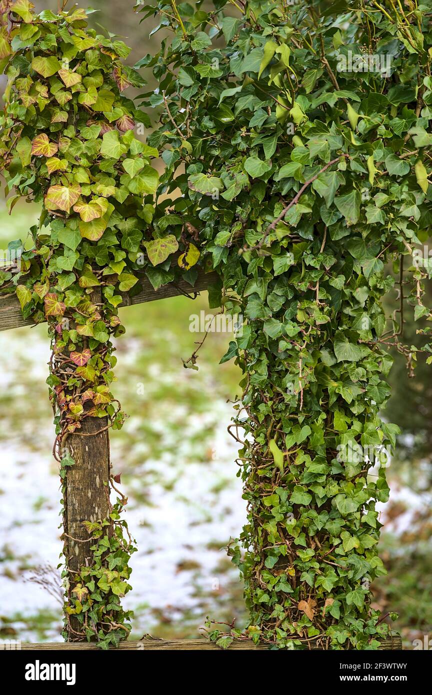 Beautiful vertical view of spring green leaves of ivy hedera helix plant clinging and climbing on the old wooden fence, Dublin, Ireland. Hedera helix Stock Photo