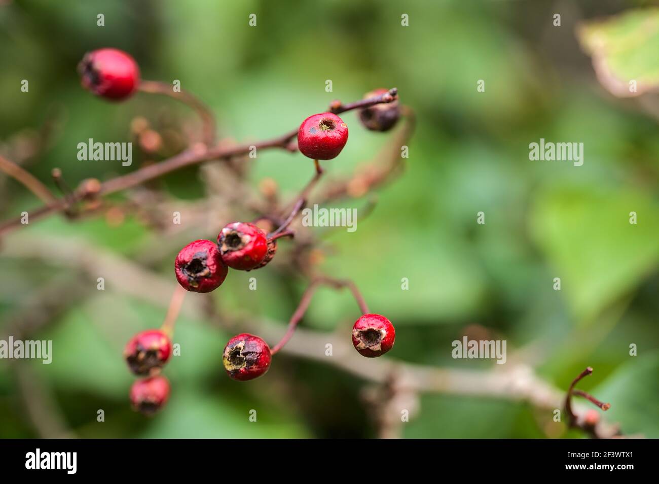 Hawthorn crataegus spp hi-res stock photography and images - Alamy