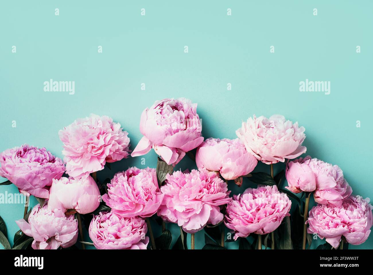 Frame wreath pattern of pink peonies on pastel blue background. Flat ...