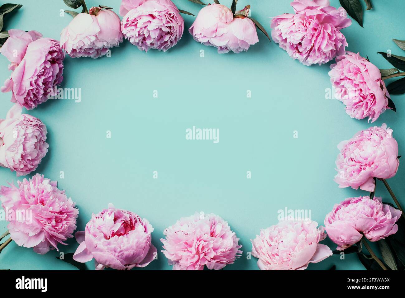 Frame wreath pattern of pink peonies on pastel blue background. Flat ...