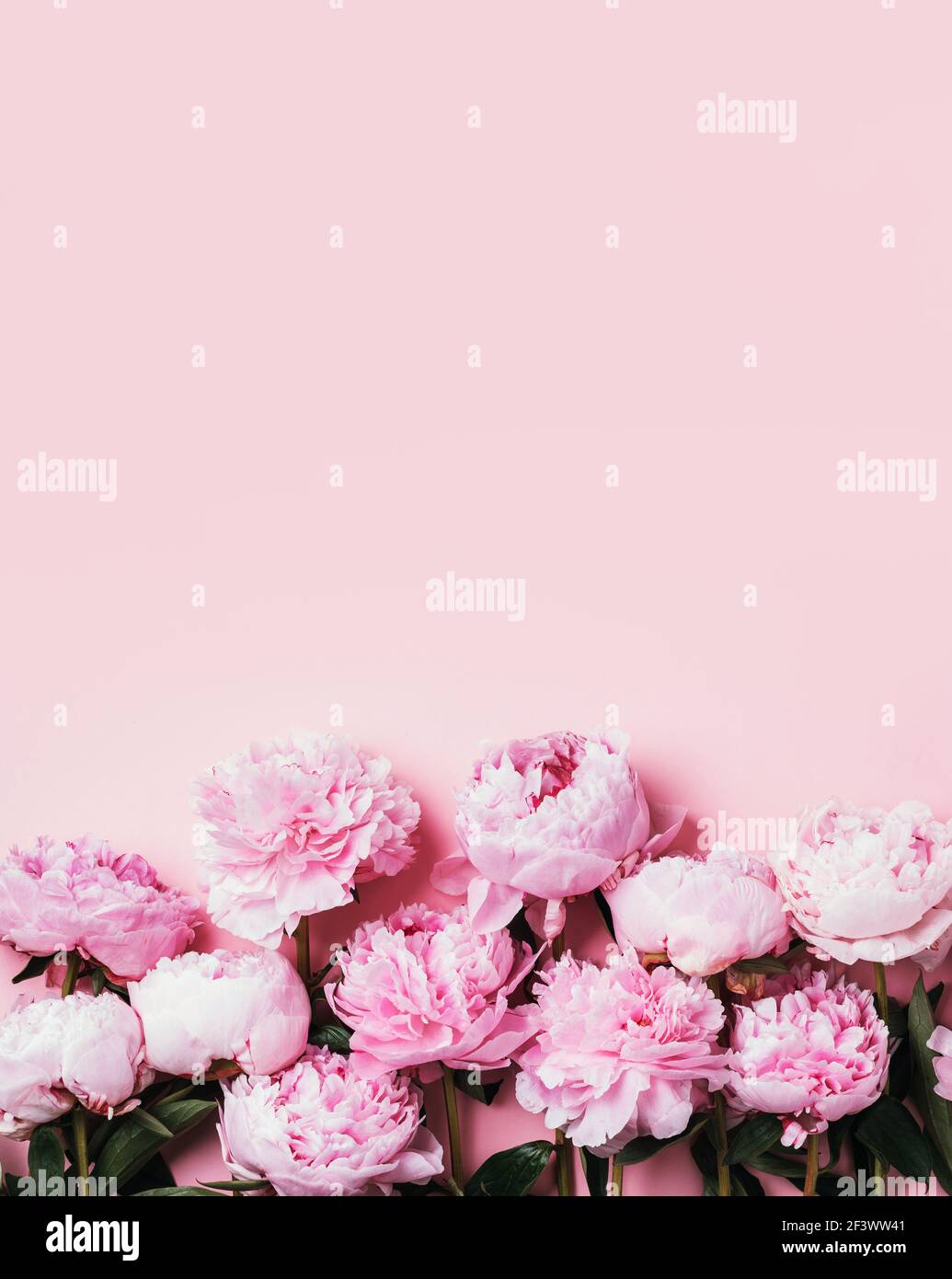 Frame wreath pattern of pink peonies on pastel background. Flat lay ...